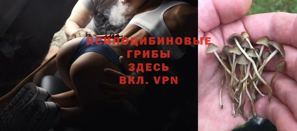индика Аркадак